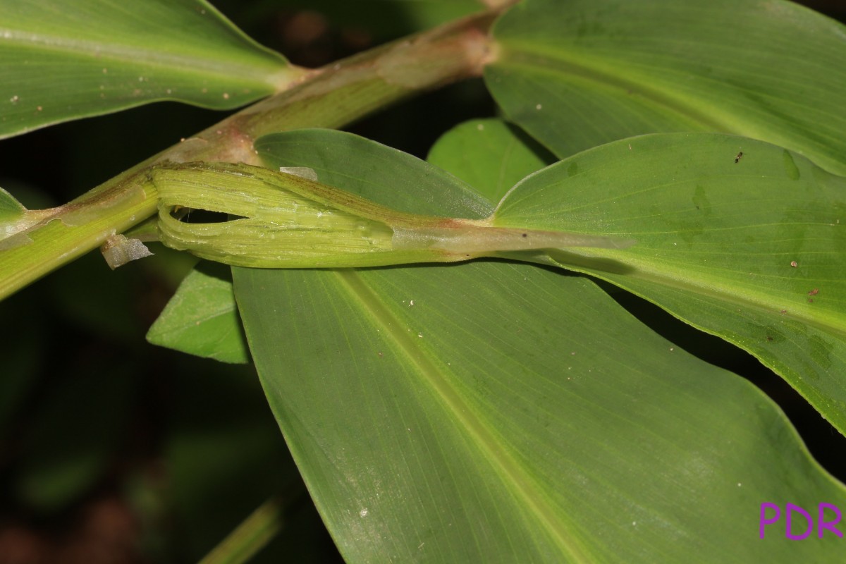 Zingiber zerumbet (L.) Roscoe ex Sm.