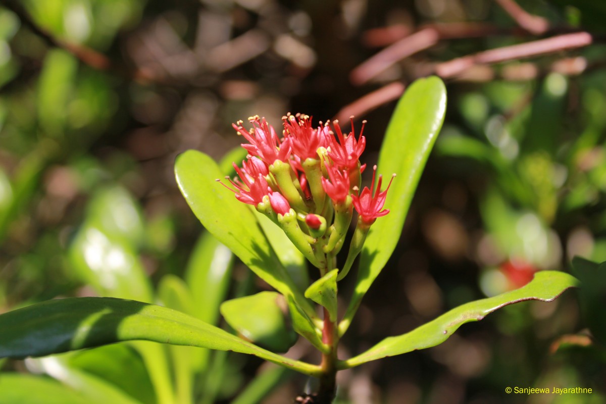 Lumnitzera littorea (Jack) Voigt