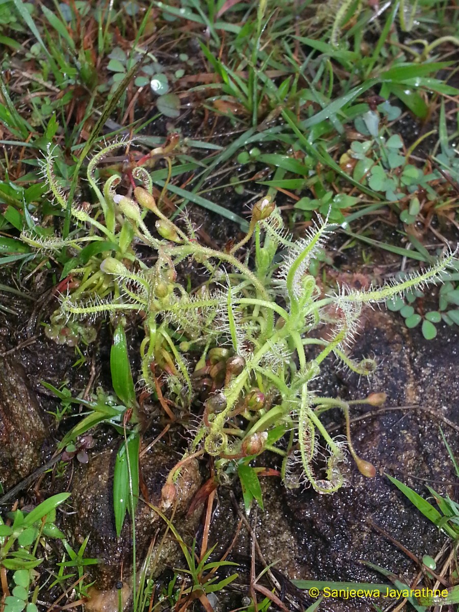 Drosera indica L.