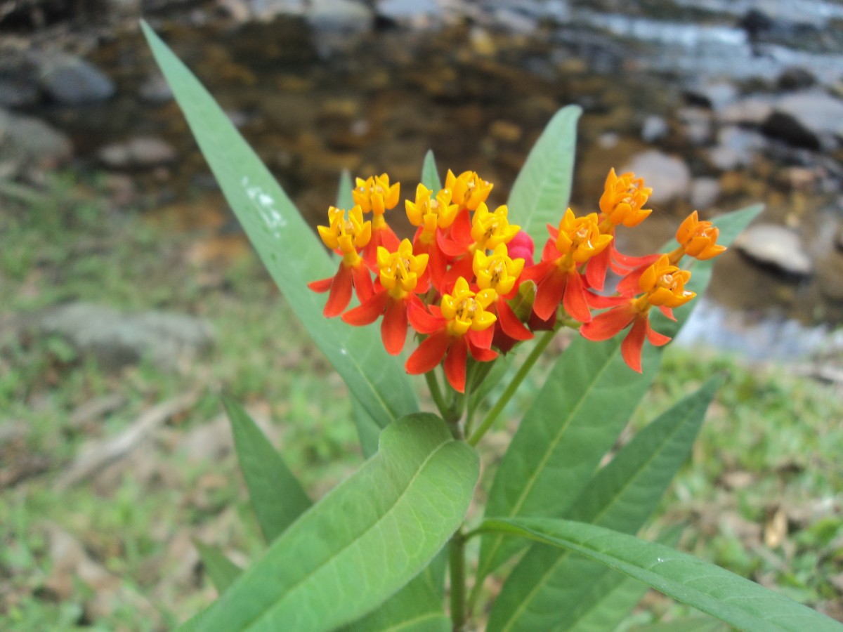 Asclepias curassavica L.