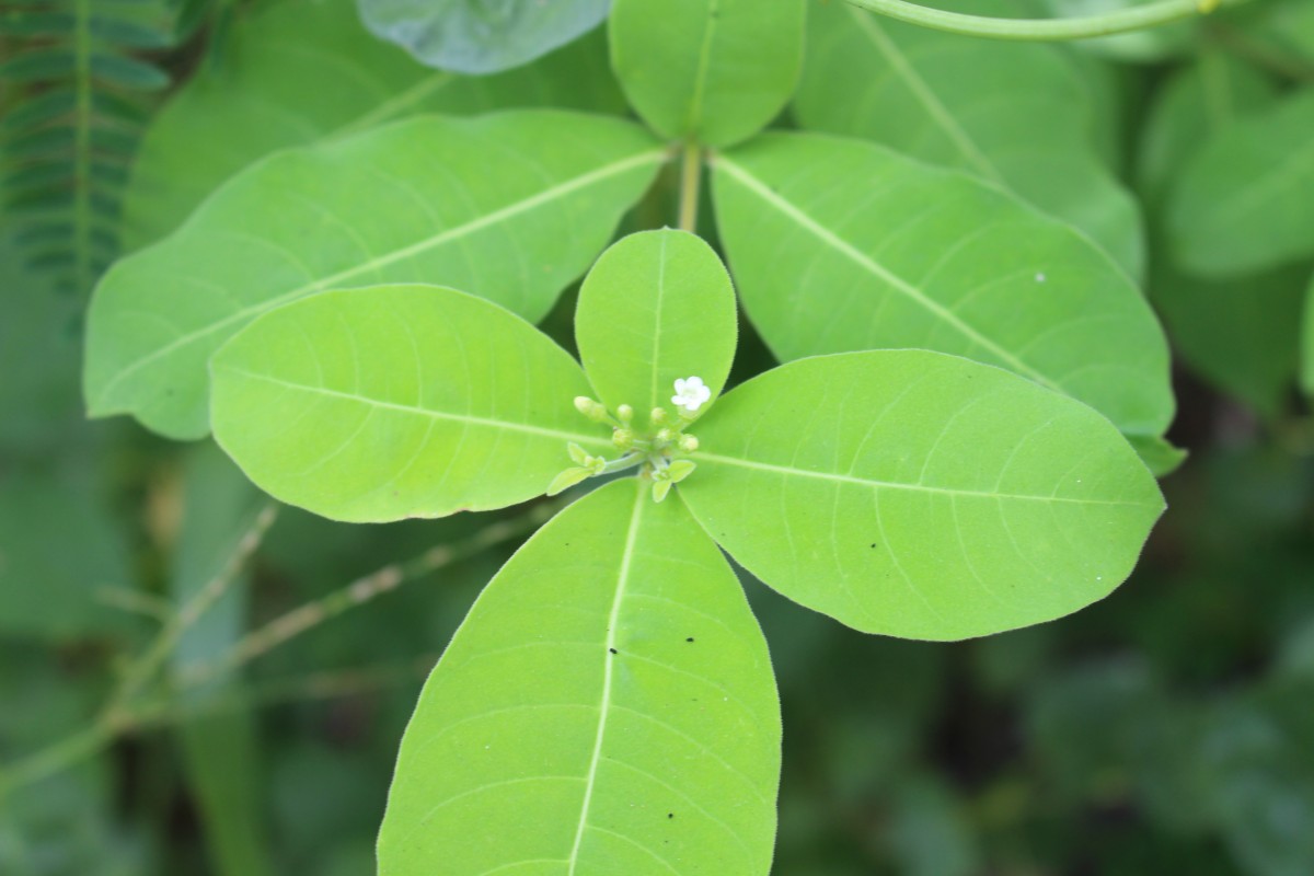 Rauvolfia tetraphylla L.