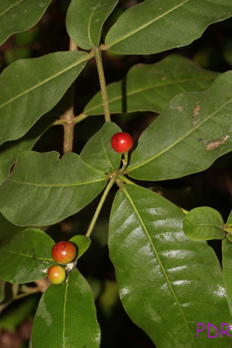 Rauvolfia tetraphylla L.