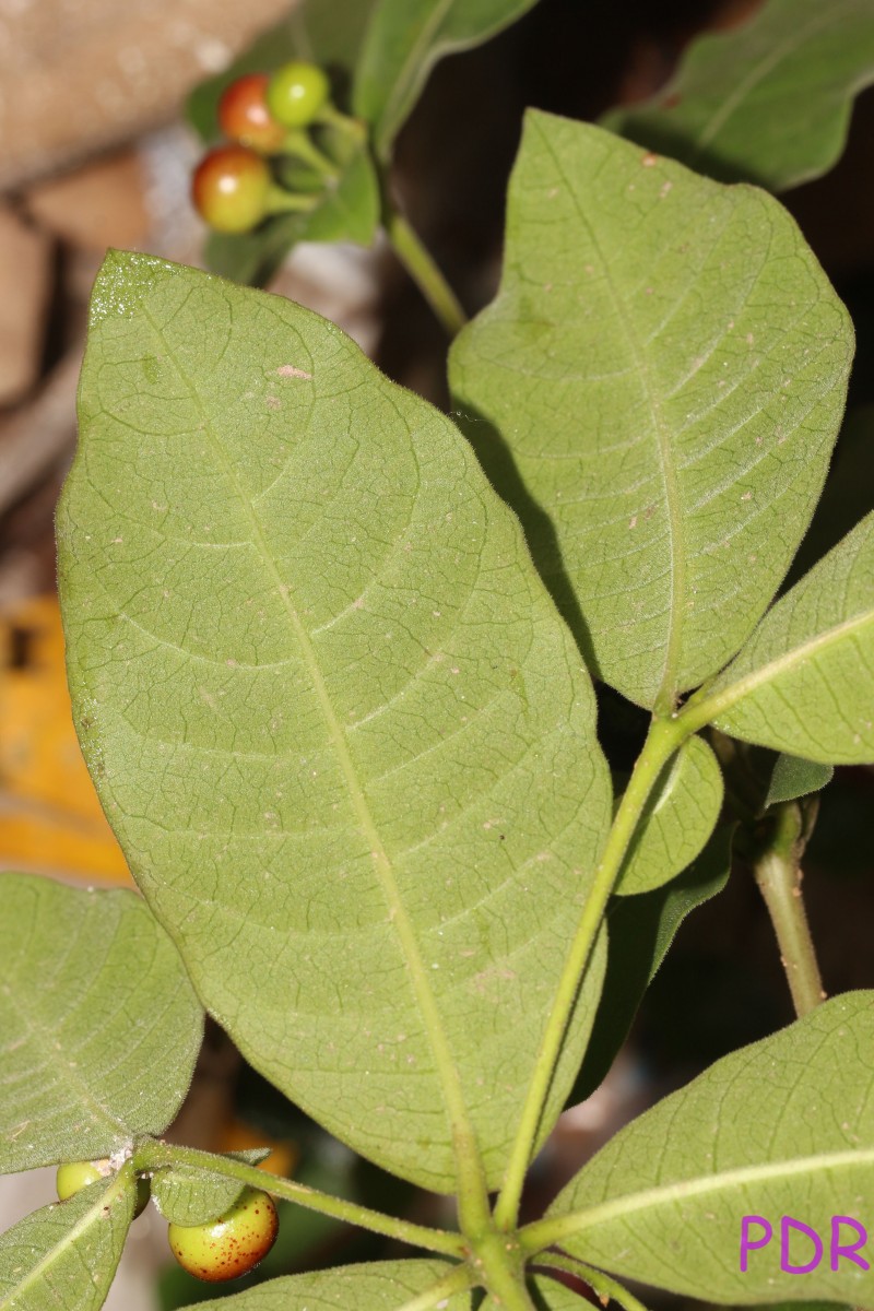 Rauvolfia tetraphylla L.