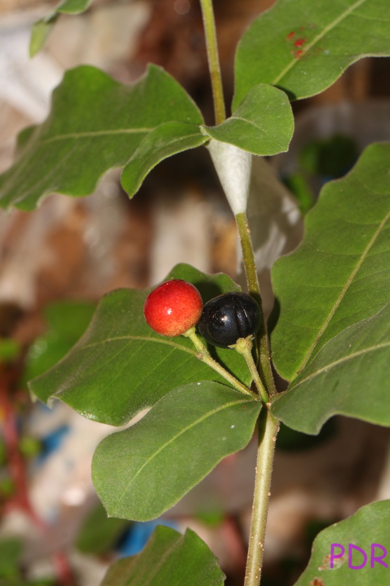 Rauvolfia tetraphylla L.