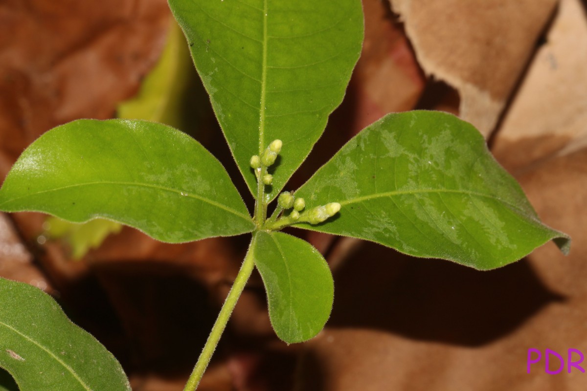 Rauvolfia tetraphylla L.