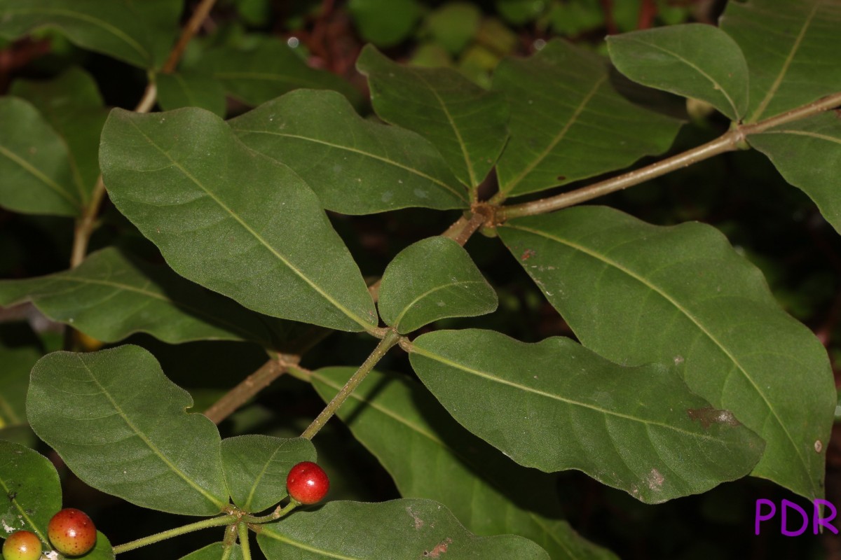 Rauvolfia tetraphylla L.
