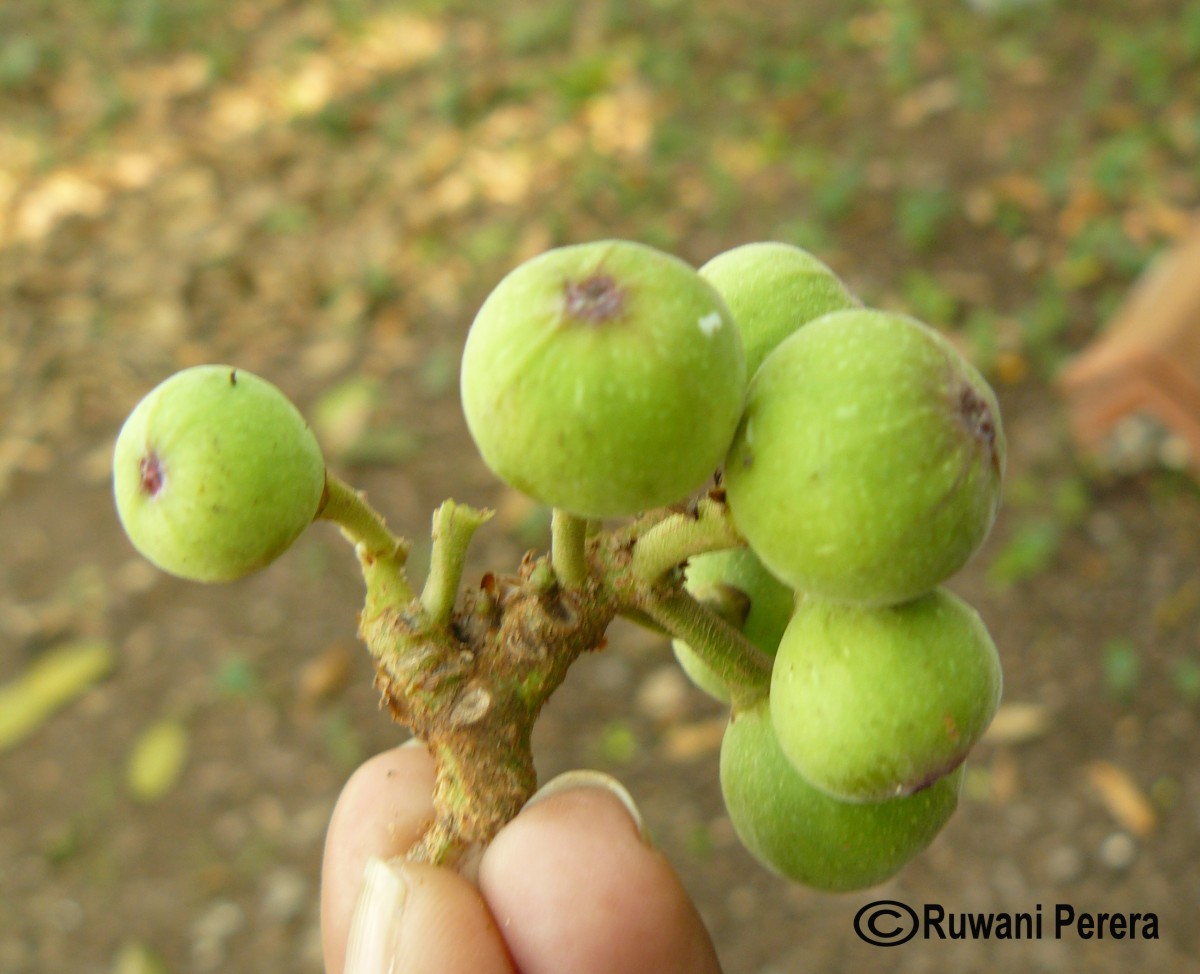 Ficus racemosa L.