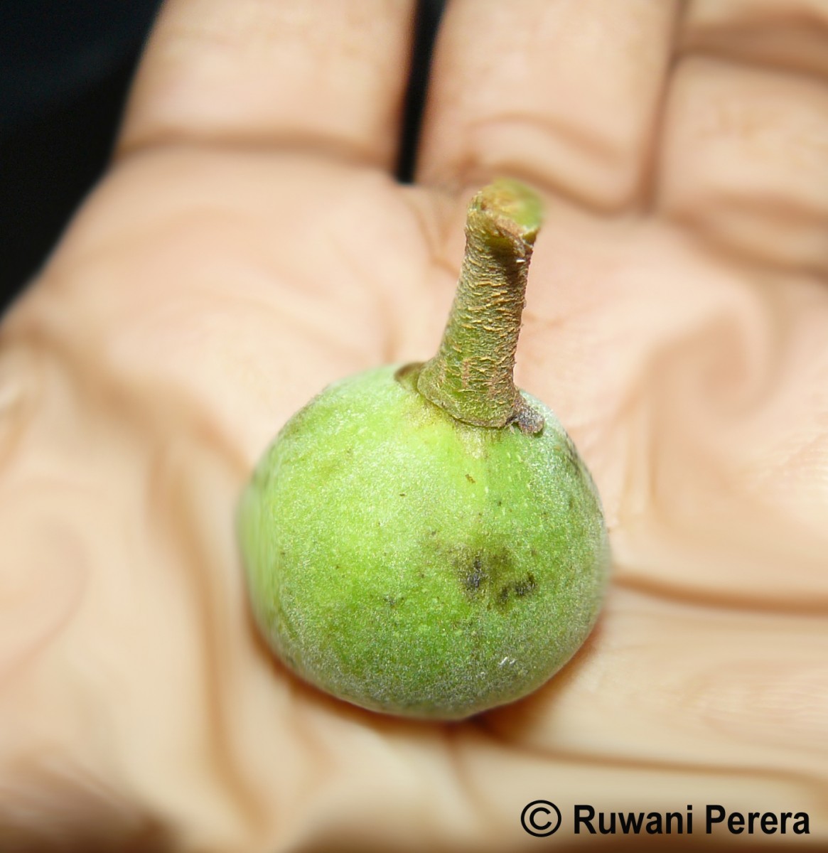 Ficus racemosa L.