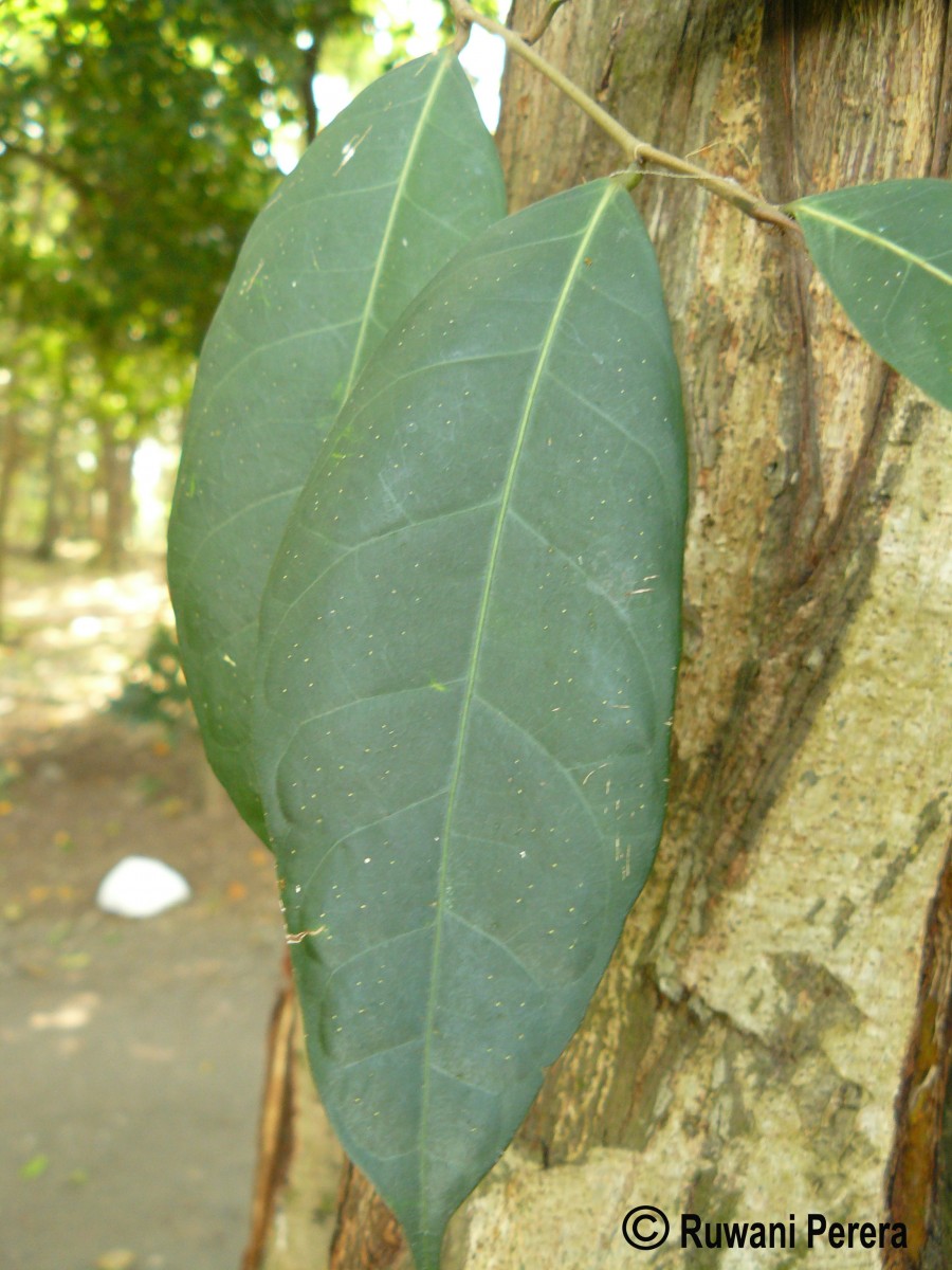 Ficus racemosa L.