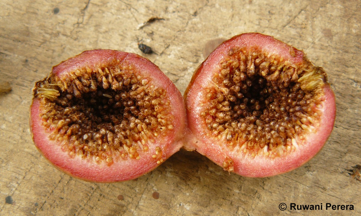 Ficus racemosa L.