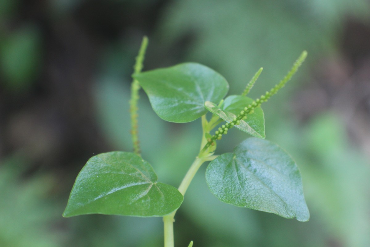 Peperomia pellucida (L.) Kunth