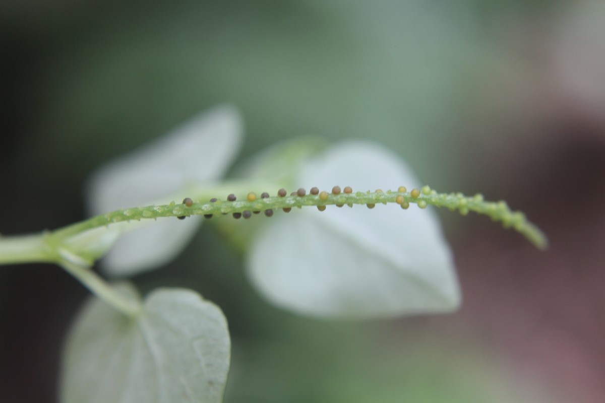 Peperomia pellucida (L.) Kunth