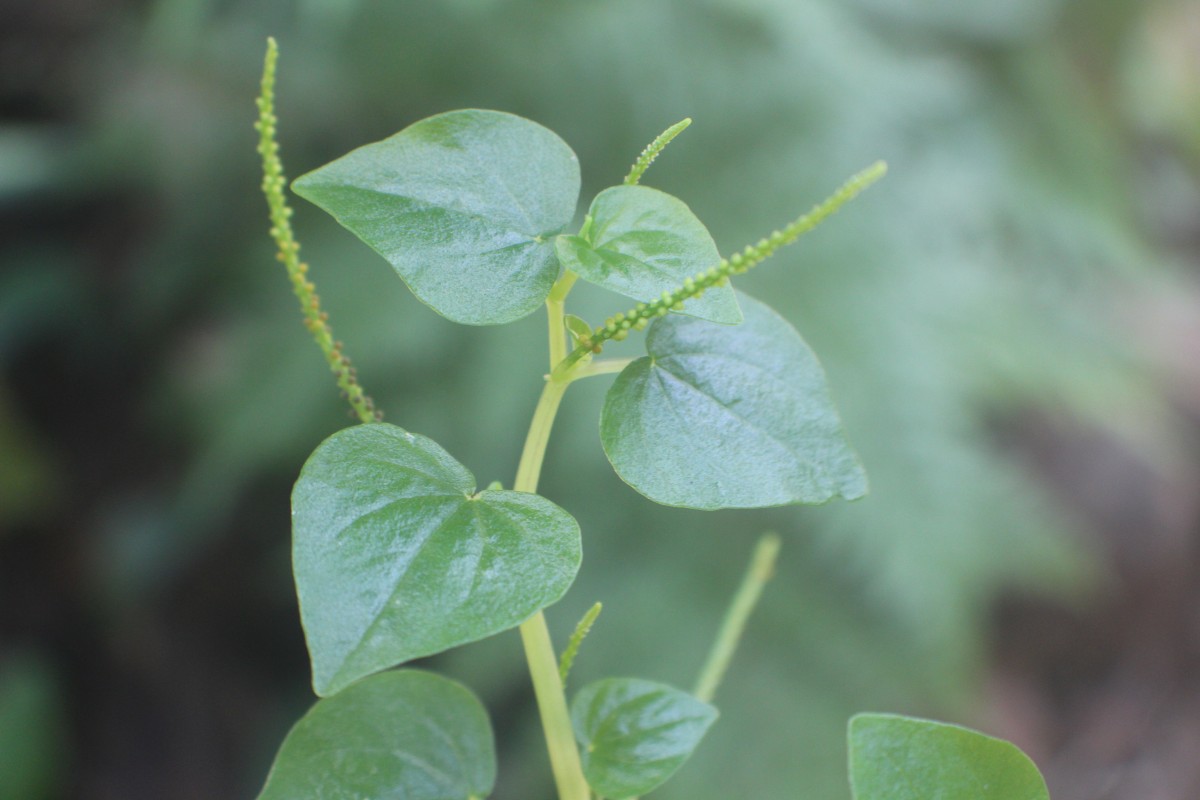 Peperomia pellucida (L.) Kunth