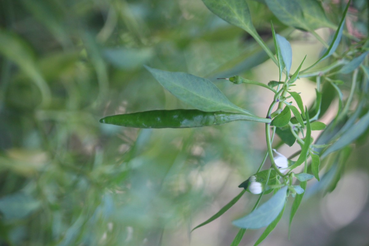 Capsicum annuum L.