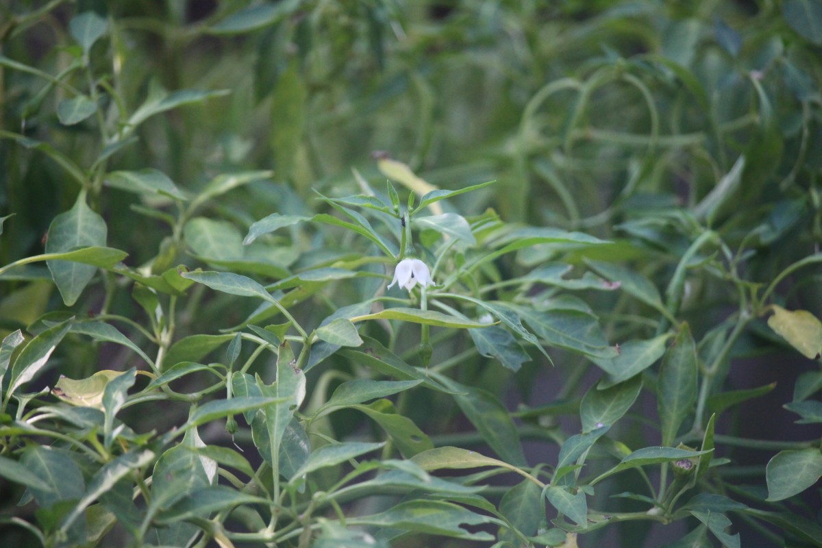 Capsicum annuum L.