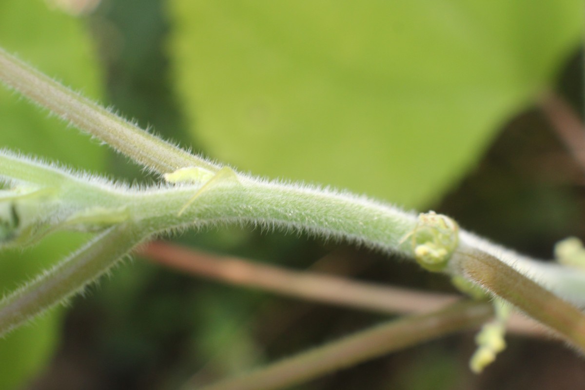 Boehmeria nivea (L.) Gaudich.