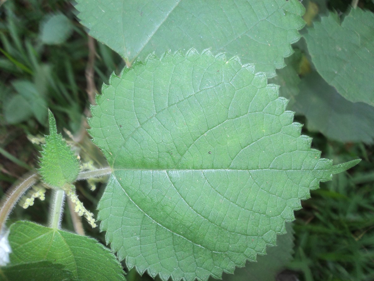 Boehmeria nivea (L.) Gaudich.