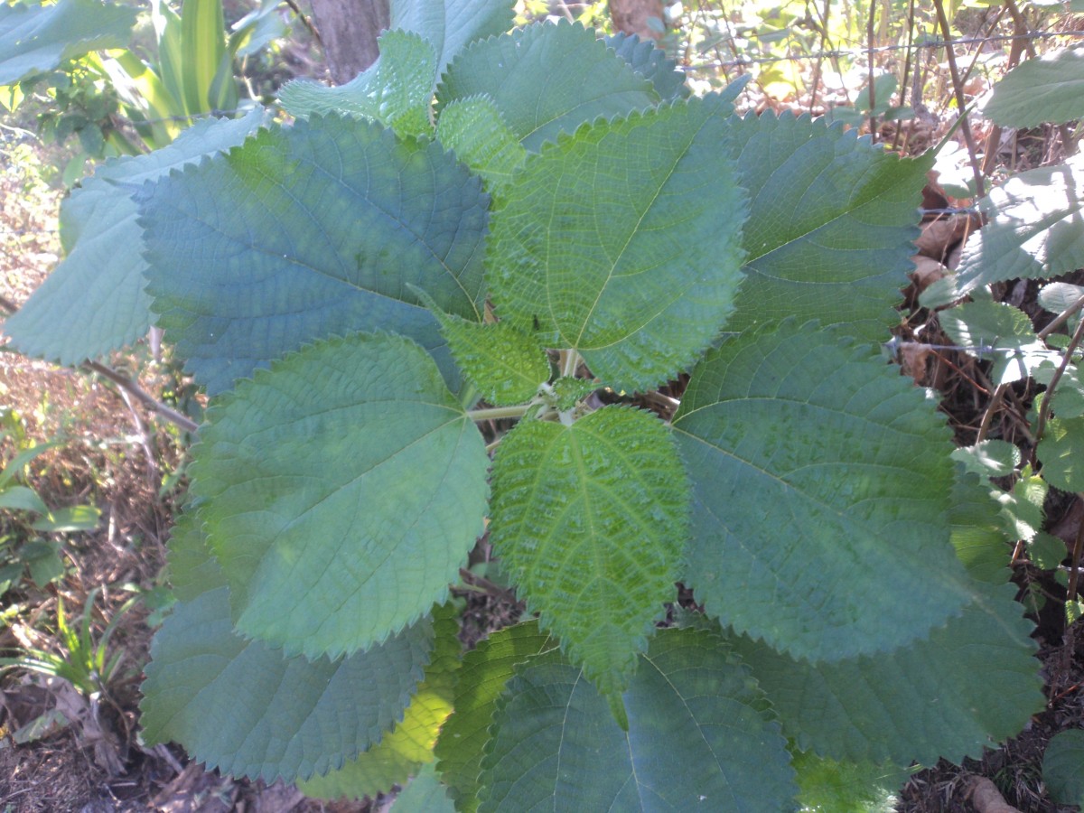 Boehmeria nivea (L.) Gaudich.