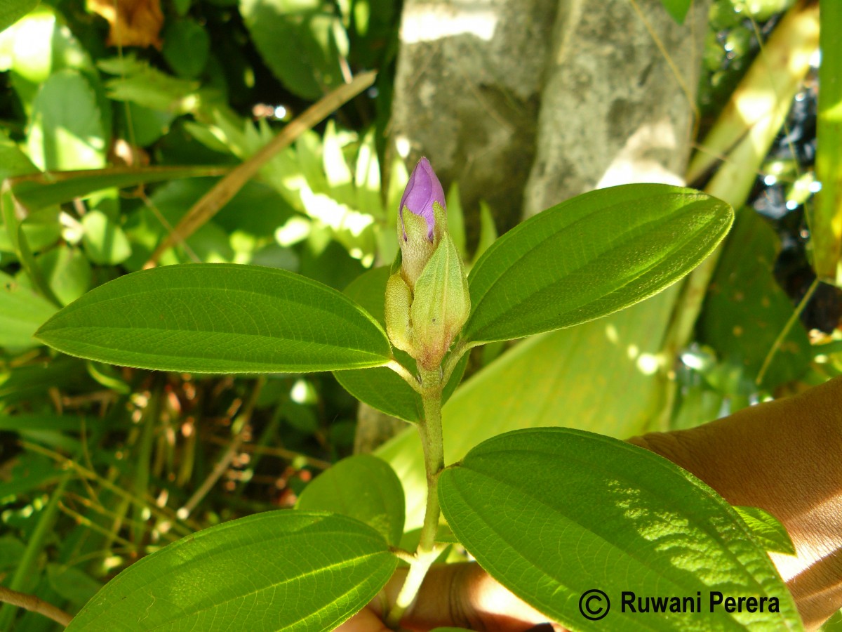 Melastoma malabathricum L.