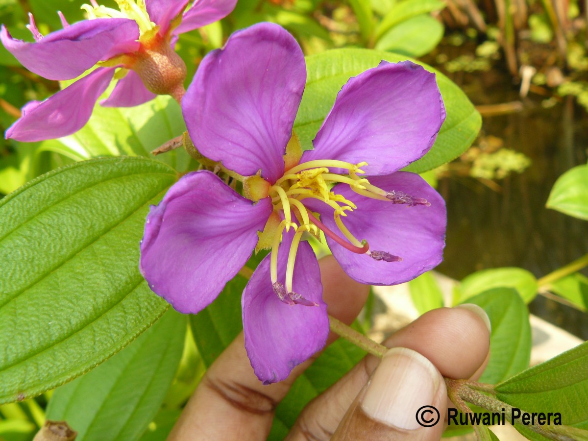 Melastoma malabathricum L.