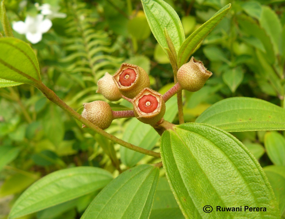 Melastoma malabathricum L.