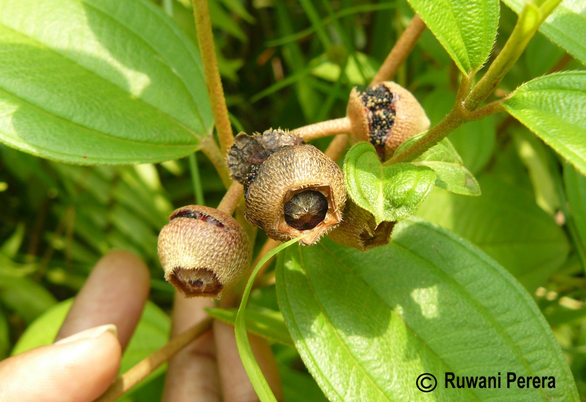 Melastoma malabathricum L.