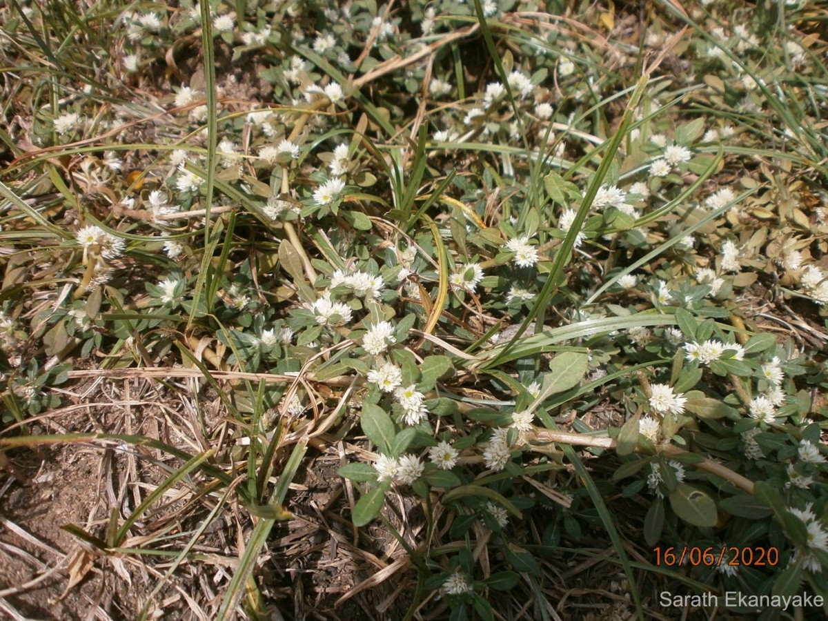 Alternanthera paronychioides A.St.-Hil.
