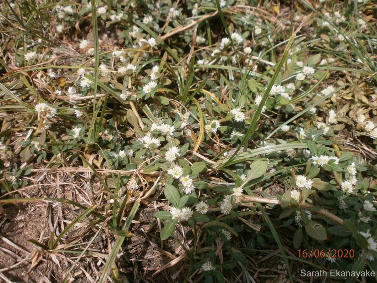 Alternanthera paronychioides A.St.-Hil.