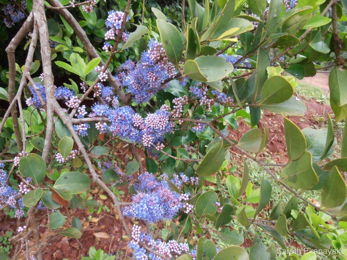 Memecylon umbellatum Burm.f.