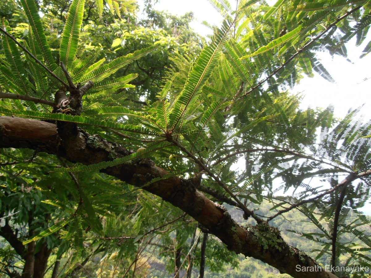 Phyllanthus emblica L.
