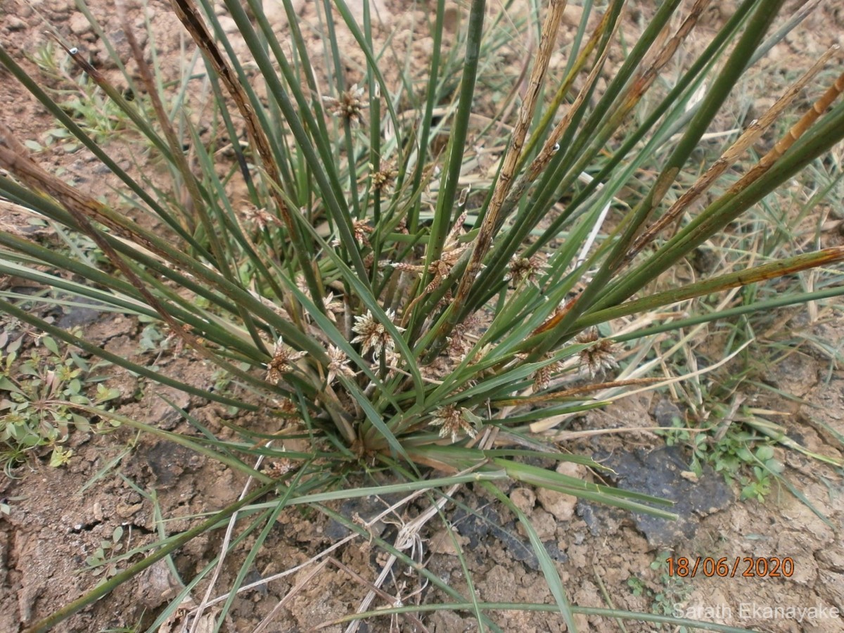 Schoenoplectiella articulata (L.) Lye