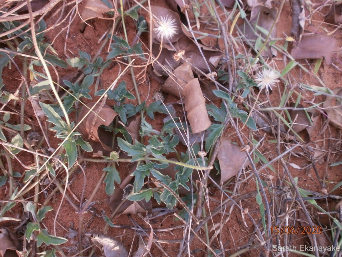 Tridax procumbens L.