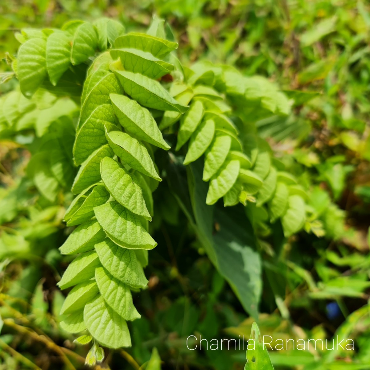 Flemingia strobilifera (L.) W.T.Aiton