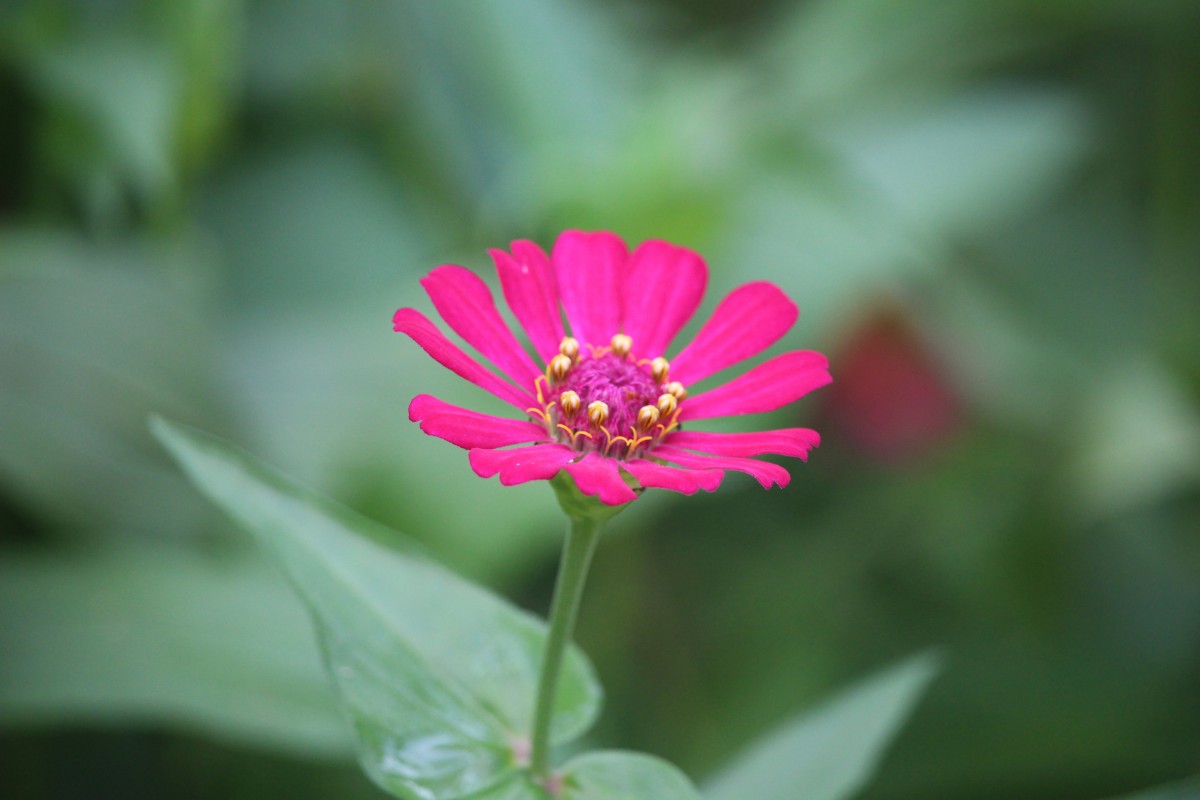 Zinnia elegans Jacq.