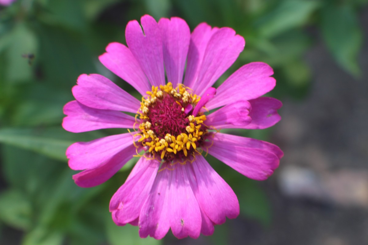 Zinnia elegans Jacq.