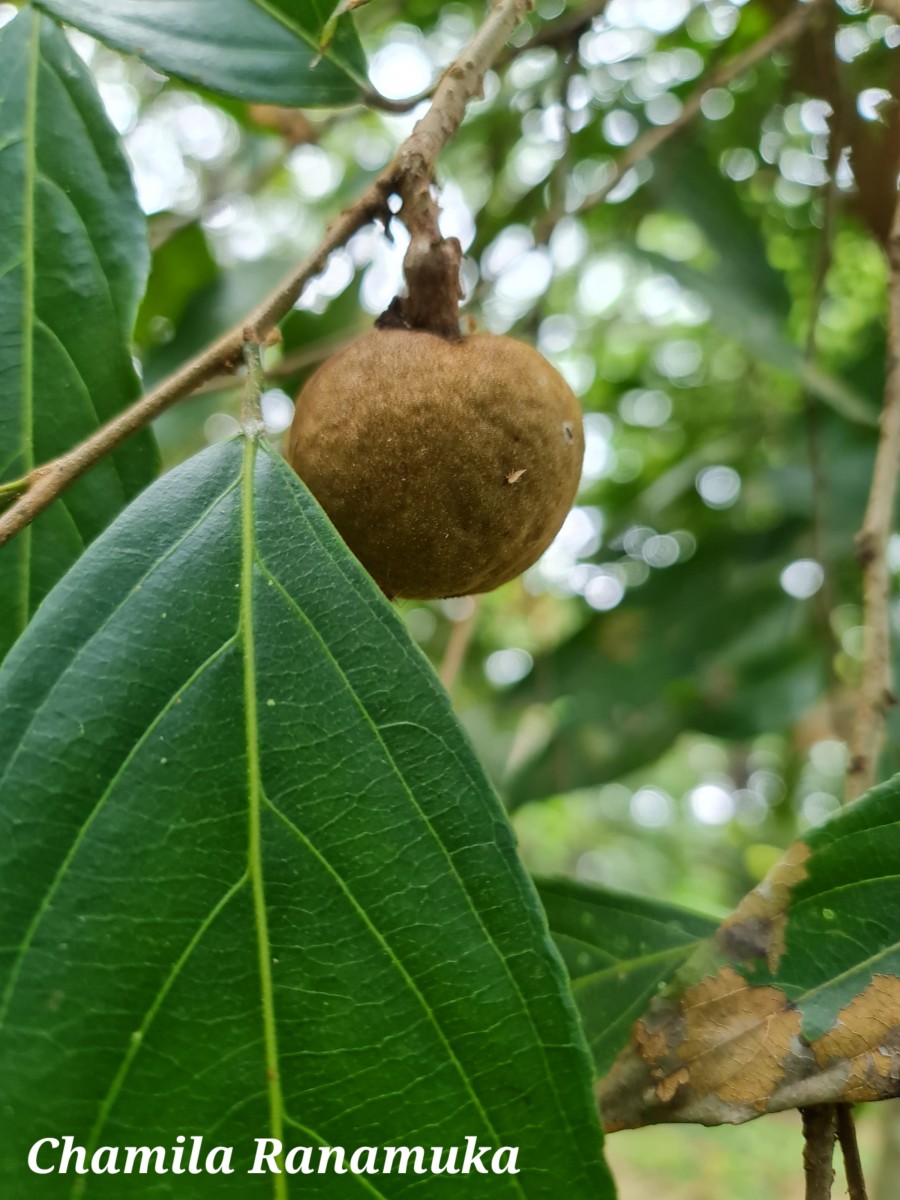 Hydnocarpus venenatus Gaertn.