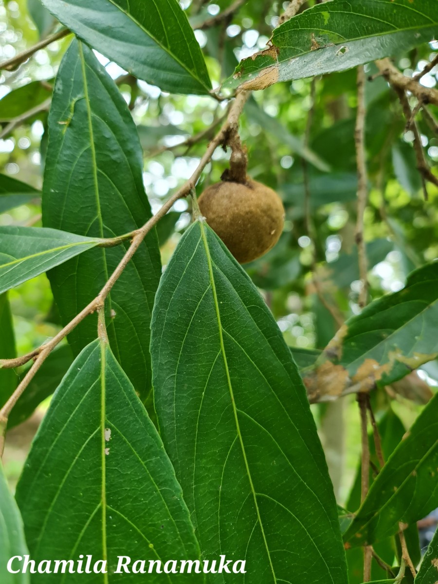 Hydnocarpus venenatus Gaertn.