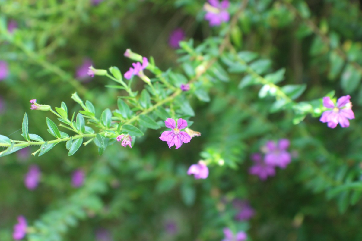 Cuphea hyssopifolia Kunth