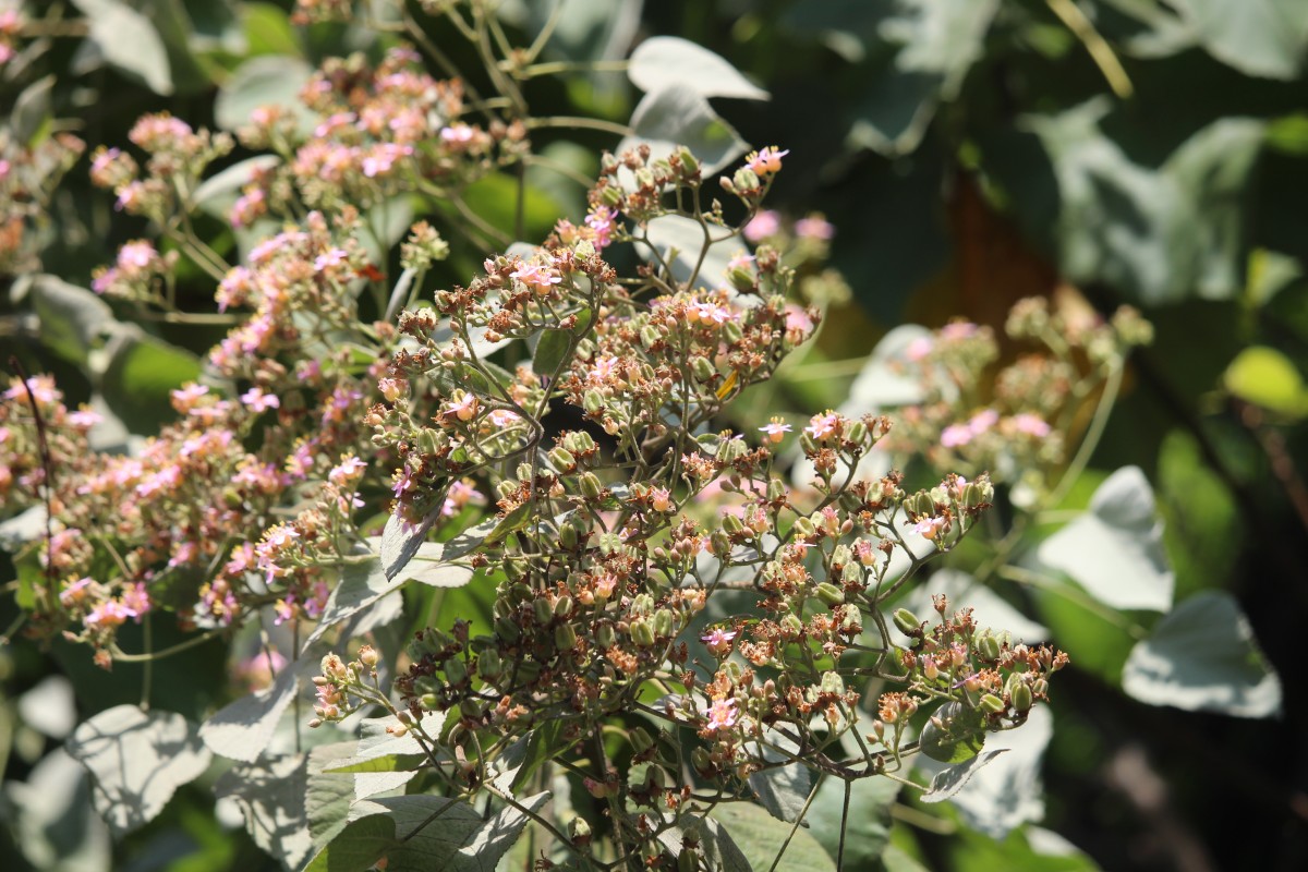 Melochia umbellata (Houtt.) Stapf