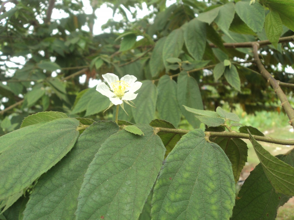 Muntingia calabura L.