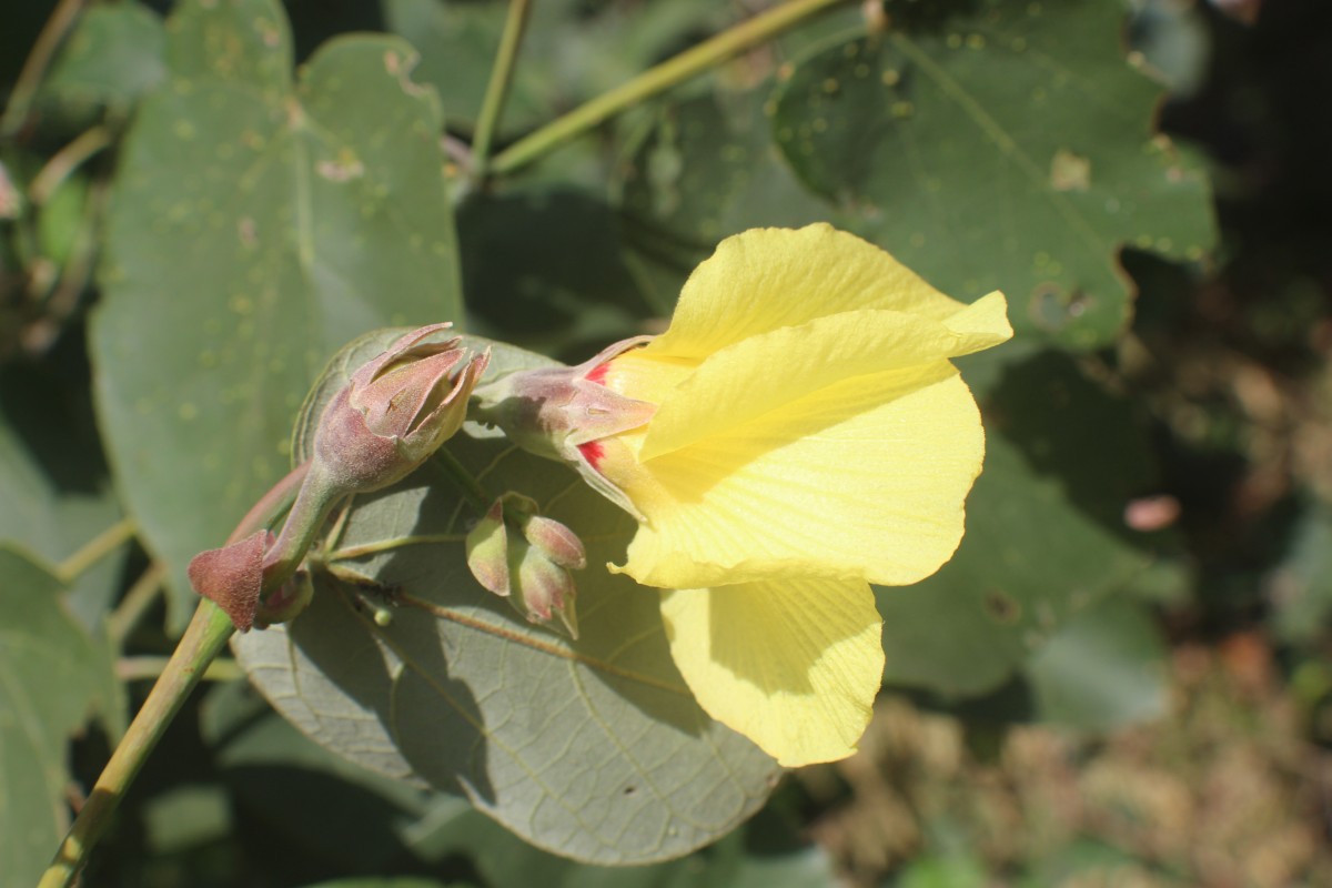 Hibiscus tiliaceus L.