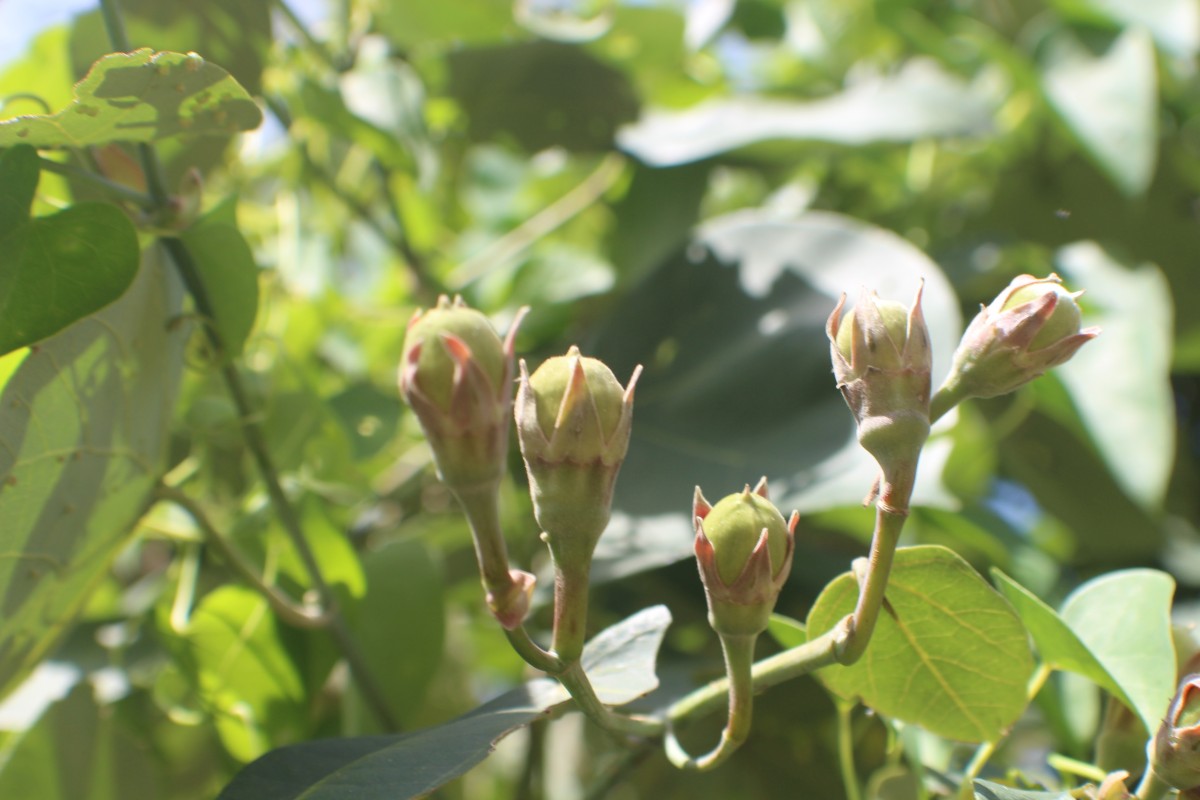 Hibiscus tiliaceus L.