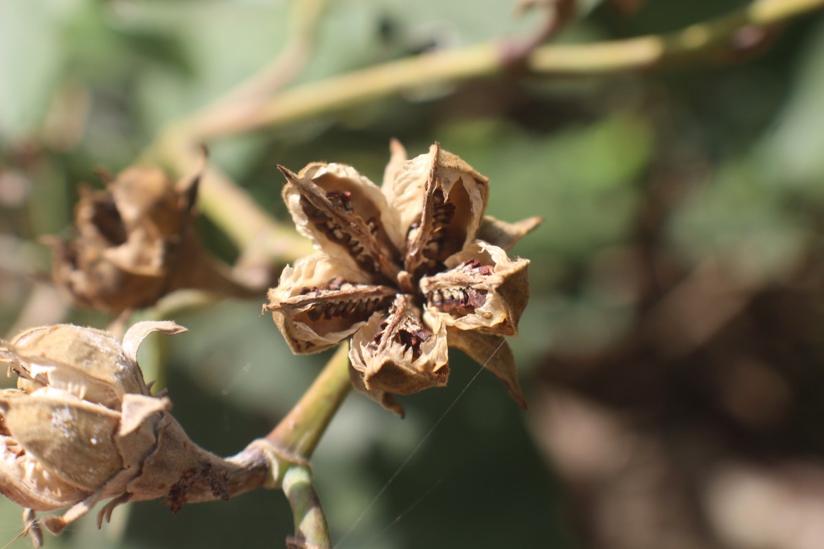 Hibiscus tiliaceus L.