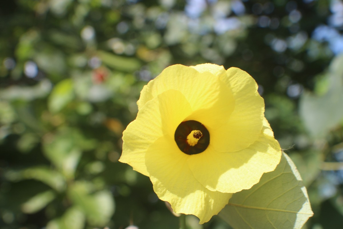 Hibiscus tiliaceus L.