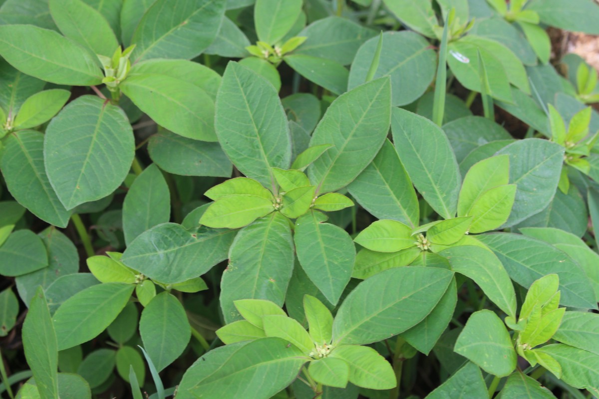 Euphorbia heterophylla L.