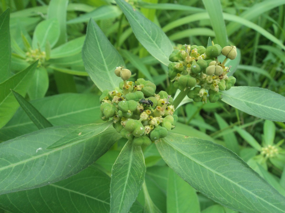 Euphorbia heterophylla L.