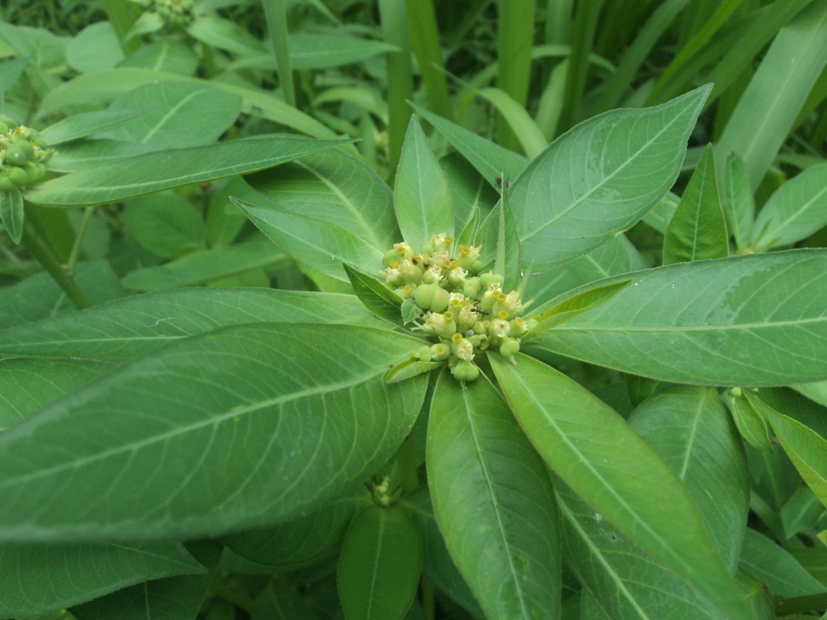 Euphorbia heterophylla L.