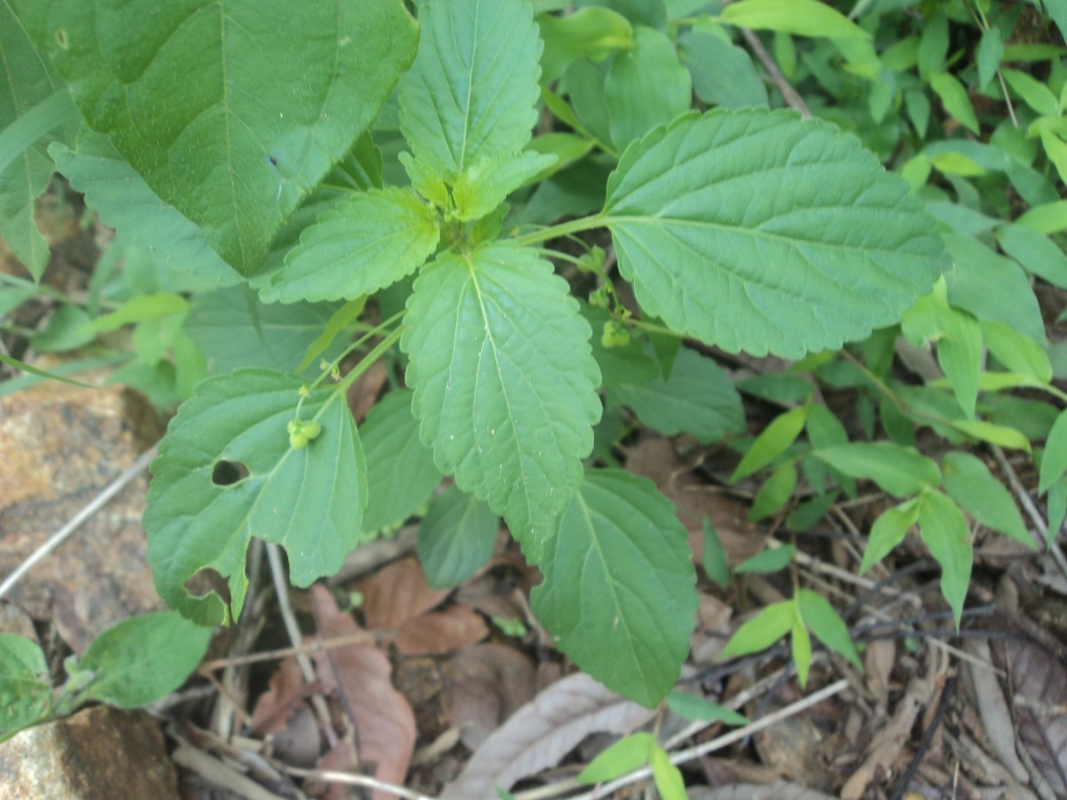 Micrococca mercurialis (L.) Benth.