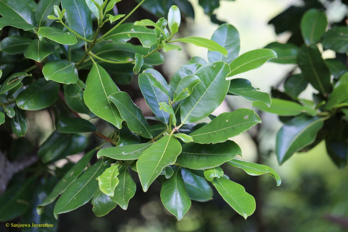 Acronychia pedunculata (L.) Miq.