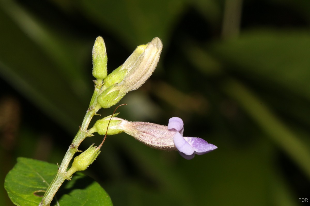 Asystasia variabilis (Nees) Trimen